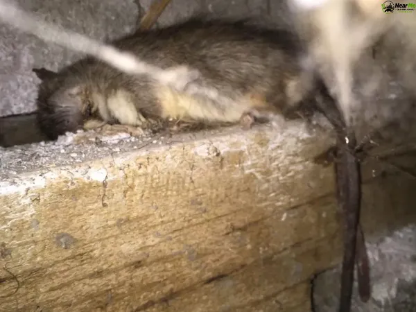 Dead Rat Removal Flaxton